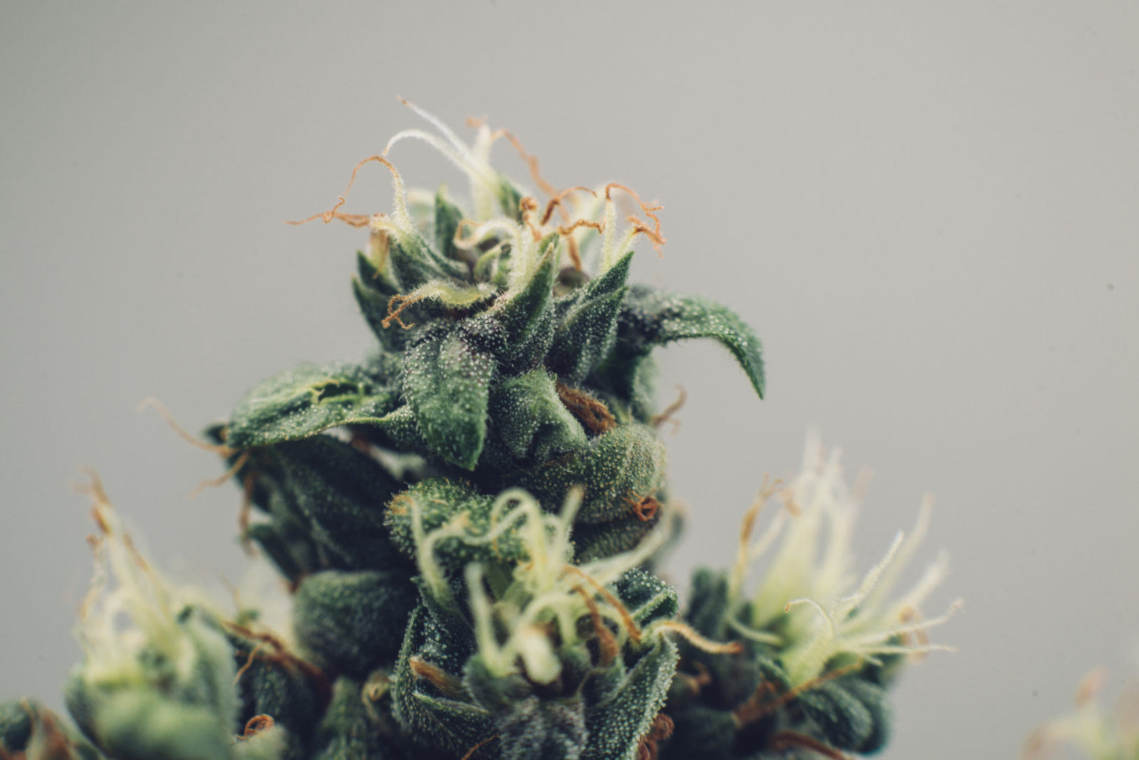 Medical cannabis bud, beautiful flower marijuana plants, the tip of the plant trichomes,